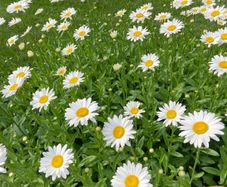 (D) Daisy Silver Princess seeds 0.2g (430611)