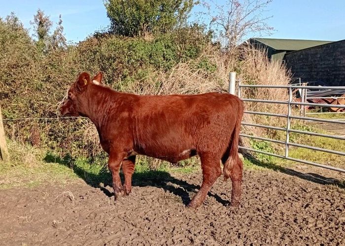 Shorthorn heifers