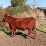 Shorthorn heifers Image 2