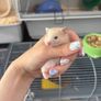 hamster Image 2