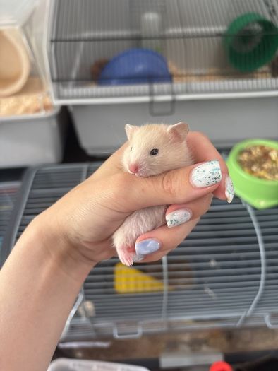 hamster