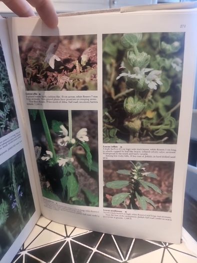 An illustrated guide to the flowers of Saudi Arabia (Hard covers, dust jacket