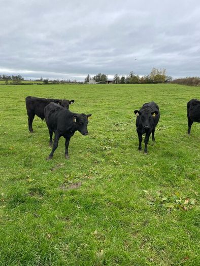 Angus runners