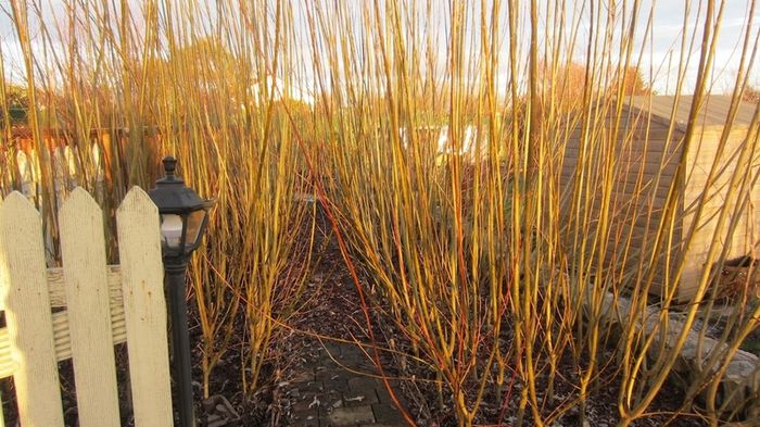 50/100 Thick Willow Cuttings For Hedges, Baskets, Logs