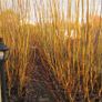 50/100 Thick Willow Cuttings For Hedges, Baskets, Logs Image 6