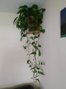 Beautiful hanging plant