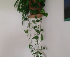 Beautiful hanging plant