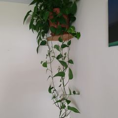 Beautiful hanging plant