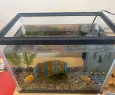 fish tank