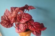 begonia