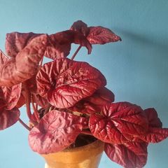begonia