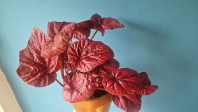 begonia