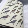 Handbook of the Birds of the World Volume 10 - Cuckoos to Thrushes -Lynx Ed 2005 Image 10