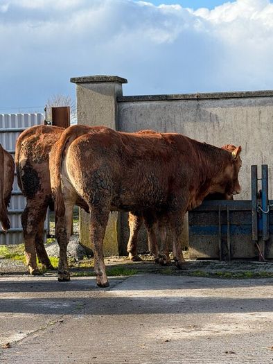 6 super Incalf heifers for tullamore Mart 20th
