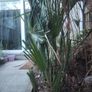 Chamaerops Excelsa - Trachycarpus fortunei wagnerianus Image 5