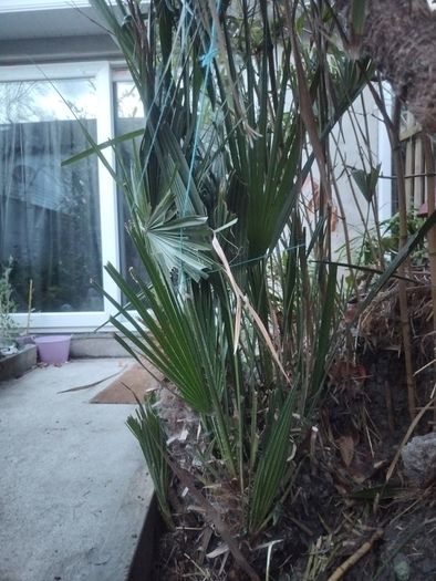 Chamaerops Excelsa - Trachycarpus fortunei wagnerianus