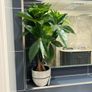 Artificial Plants Image 4