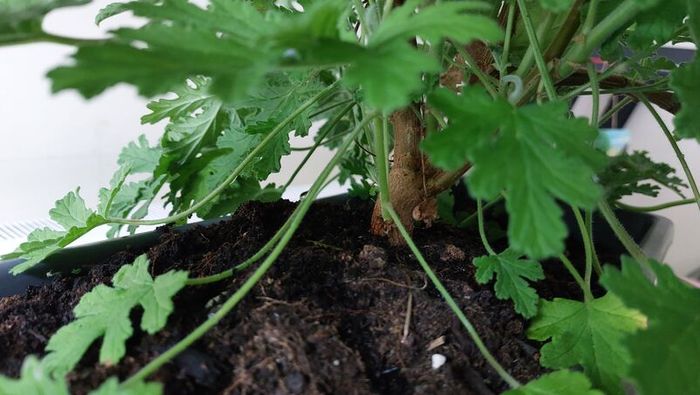 Large Scented Damascus Geranium (Itra)