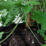 Large Scented Damascus Geranium (Itra) Image 3
