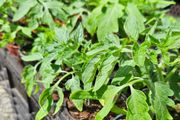Tomato Plants One Euro Each