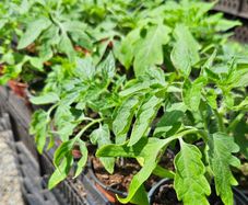 Tomato Plants One Euro Each