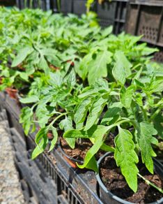 Tomato Plants One Euro Each