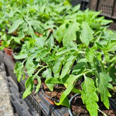 Tomato Plants One Euro Each