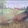 Taxidermy phesant Image 3