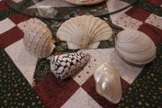 Decorative Shells