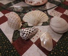 Decorative Shells