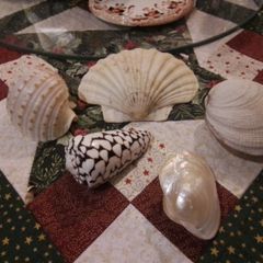 Decorative Shells