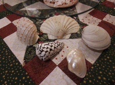 Decorative Shells