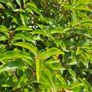 Portuguese Laurel Hedging Image 2