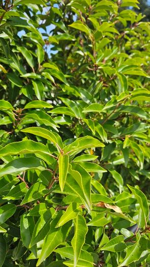 Portuguese Laurel Hedging