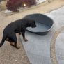 Plastic dog bed Image 2
