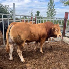 Bull