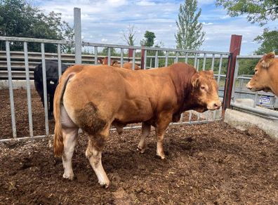 Bull