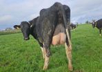 Pedigree calved heifers