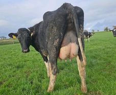 Pedigree calved heifers