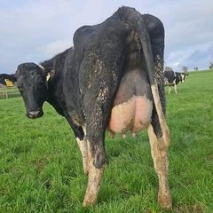 Pedigree calved heifers