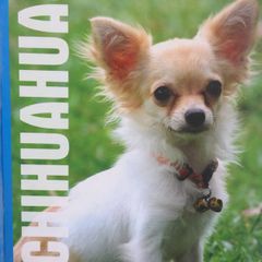 Chihuahuas