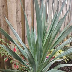 Plant