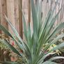 Plant Image 4