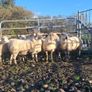 Hogget ewes Image 6
