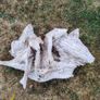 driftwood Image 4