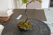 cherry tree