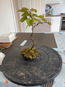 cherry tree
