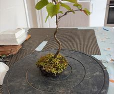 cherry tree