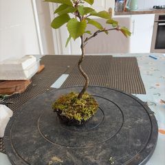 cherry tree