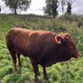 Cattle Image 2